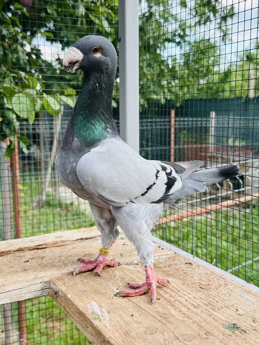 Voiajori germani