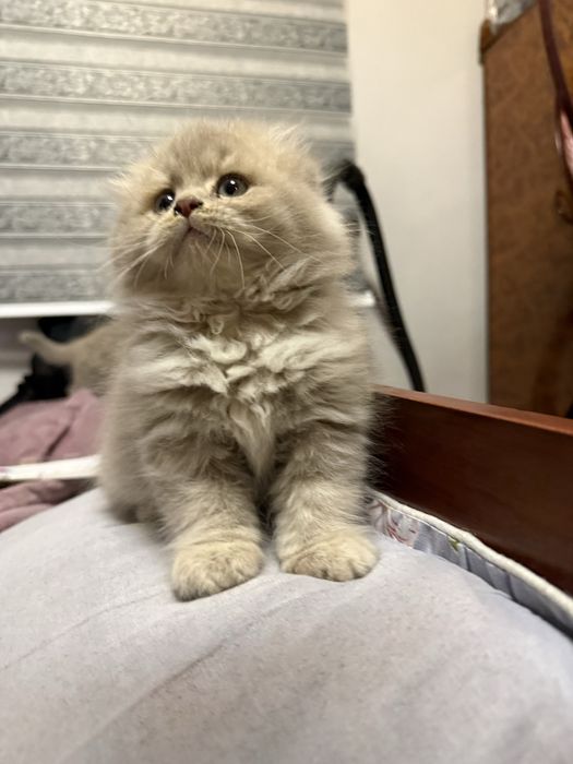 Продается котёнок