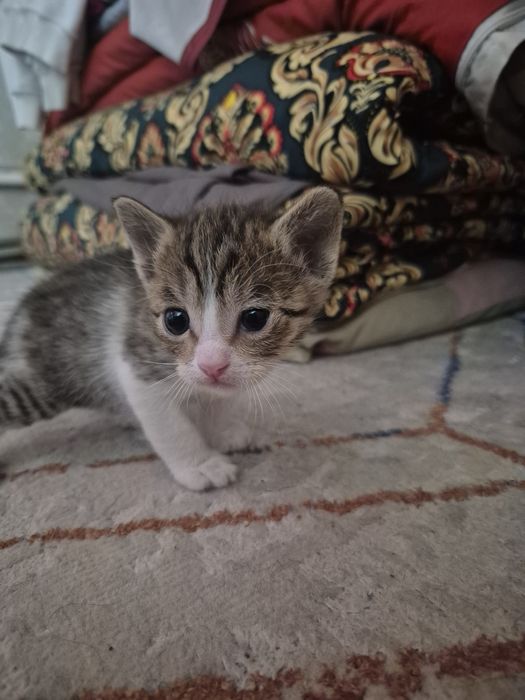 Мысық тегін 3  баласы мамасымен