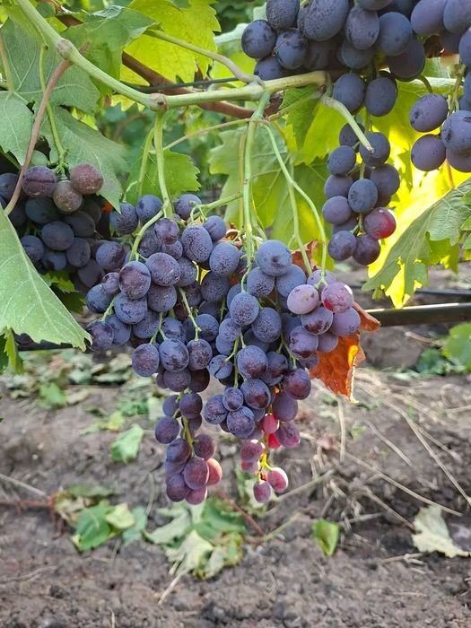 Butasi de vita de vie nu mai la 5 lei pe buc