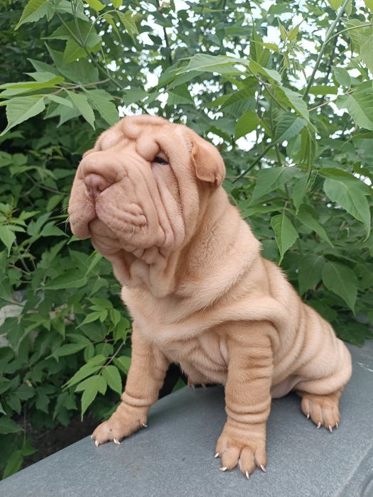 Щенки шарпей прожажа