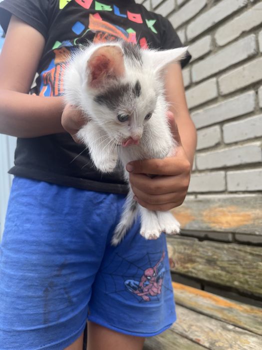 Отдам в добрые руки котят