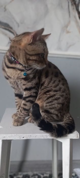 VYASKAGA toza nasl oliwni istaganla uchun