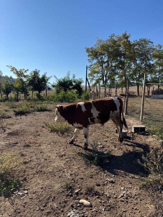 Taur de vânzare.