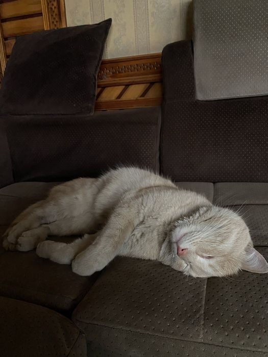 Отдам милого котика