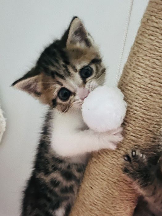 Отдам котенка (девочка)