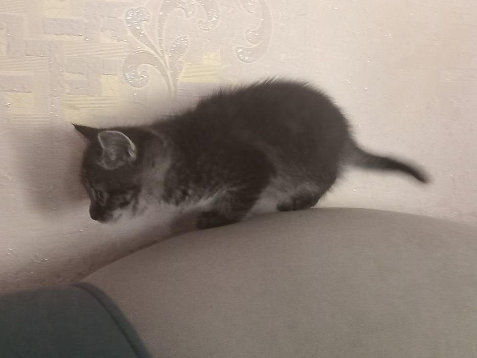 Британский котёнок