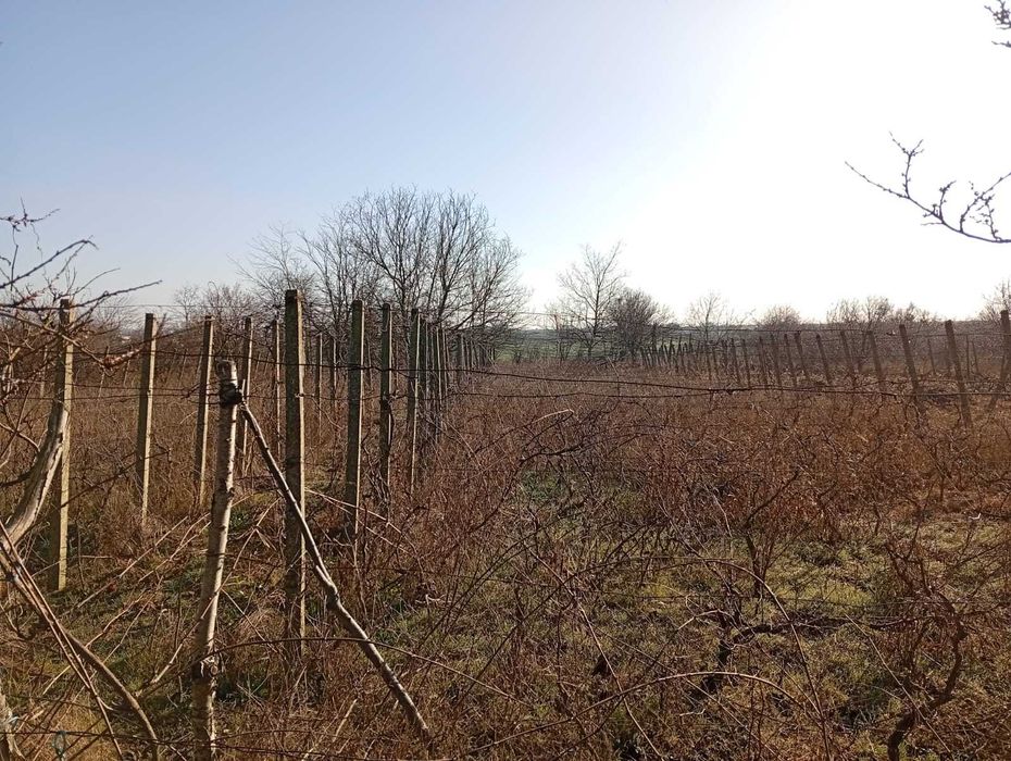 Teren de vanzare Techirghiol