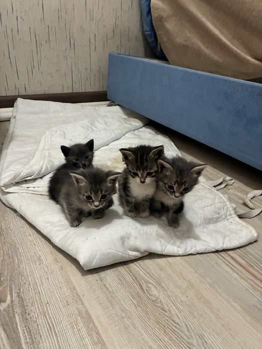 Котята -крысоловы