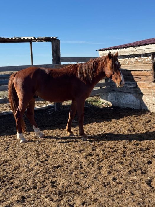 Бес жасар айғыр …