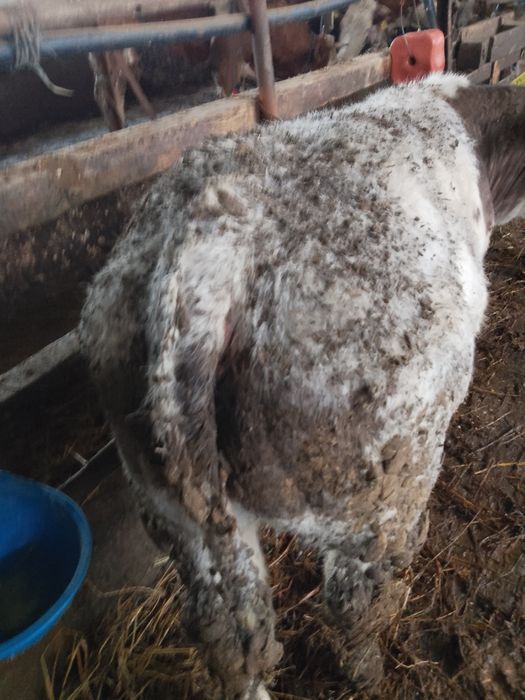 Vând viței bălțată românească și belgieni