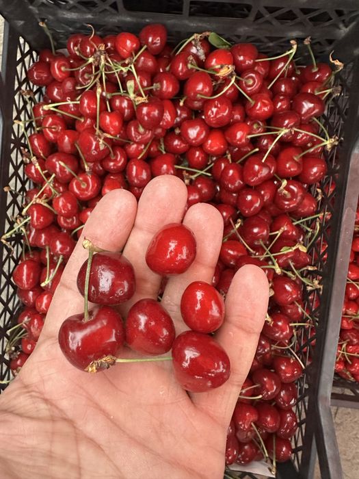 Свежая черешня с доставкой по городу для
