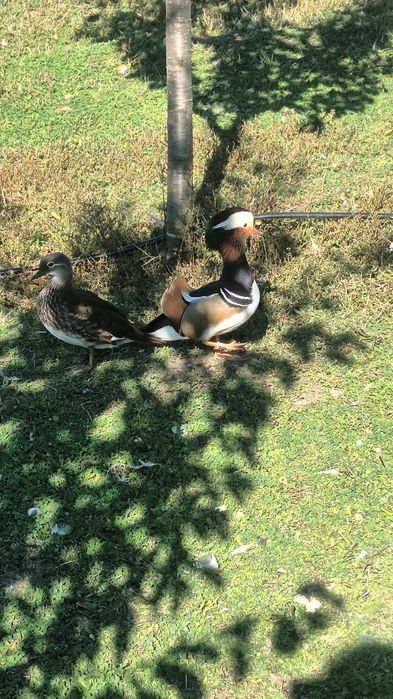 Pauni rate mandarine, caroline, pitica olandeza.