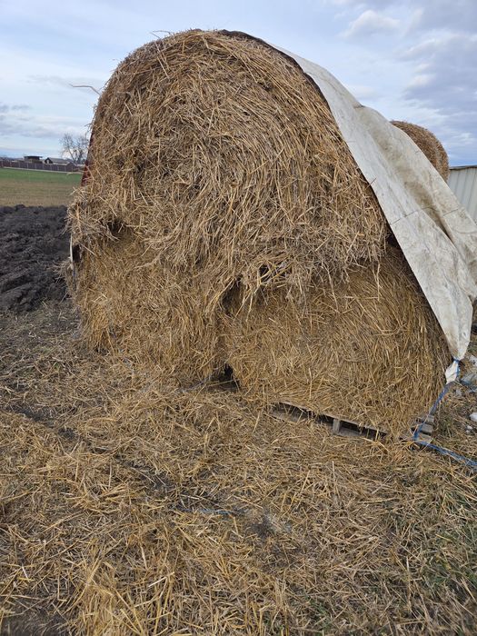 Baloti de fan si de paie 120×120