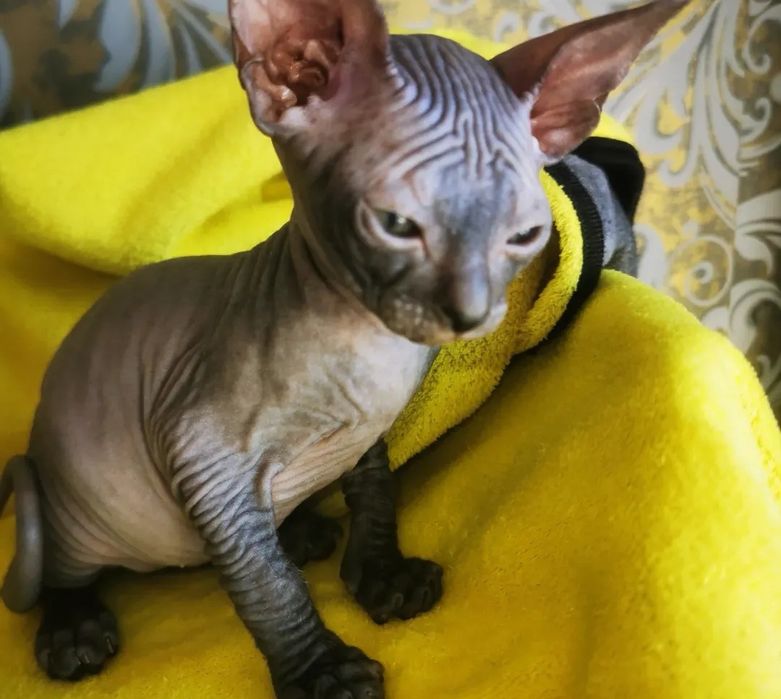 Продаються котята сфинкса