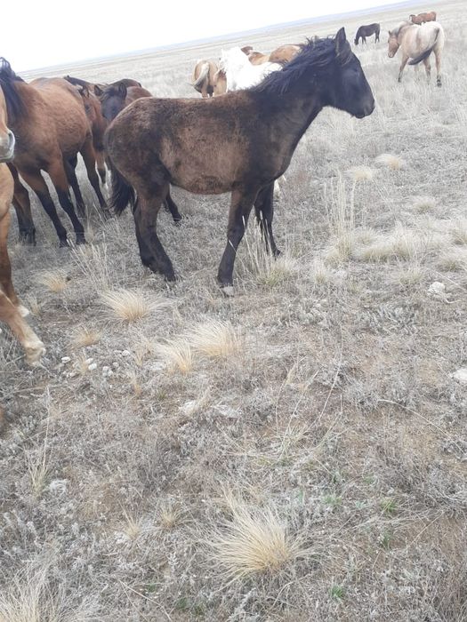 Жабағы, тай, биелер сатылады