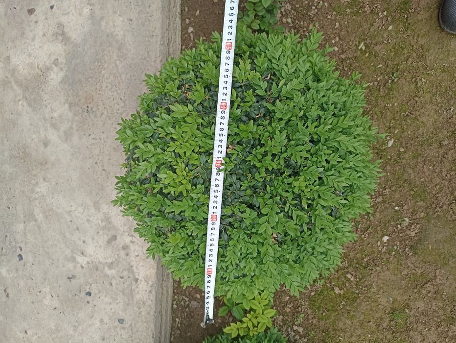 Shamshodlar sotiladi 50x55.  12 dona