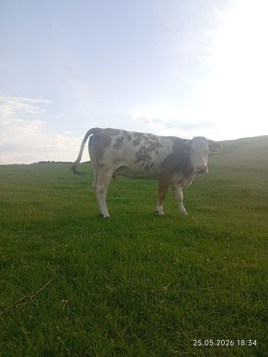 Vacă bălțata românească