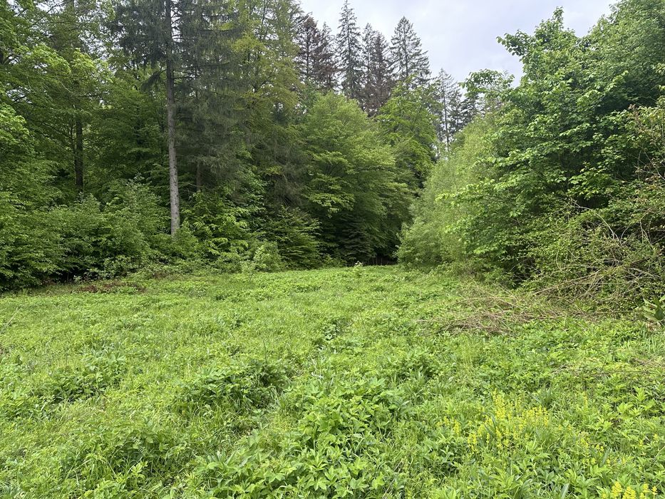 Vand teren extravilan zona usor accesibila zona Colonia Mina 1 Mai
