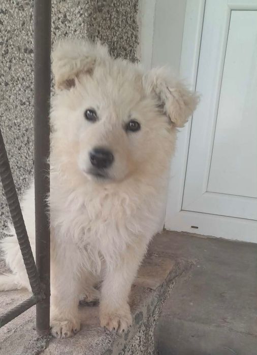 Швейцарска овчарка