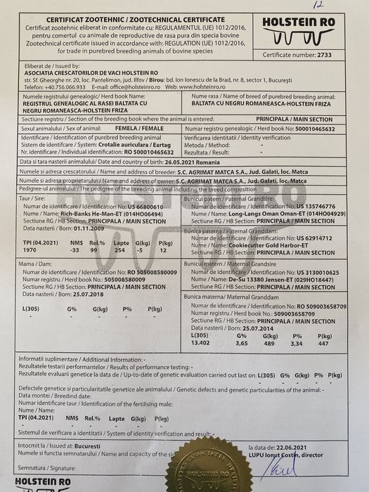 Vând Junici Holstein cu certificat de origine