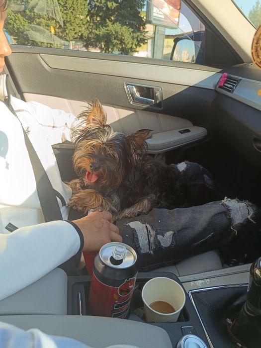 Прекрасно йорки .