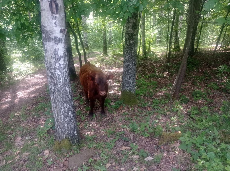 Vând tăuraș  Red Angus