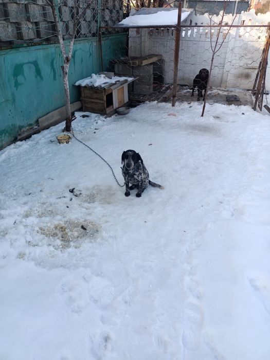 Продам собаку 2 года спаниель