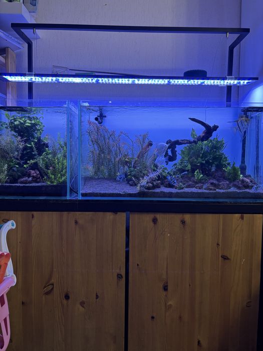 Два аквариума с тумбой и всем содержимым