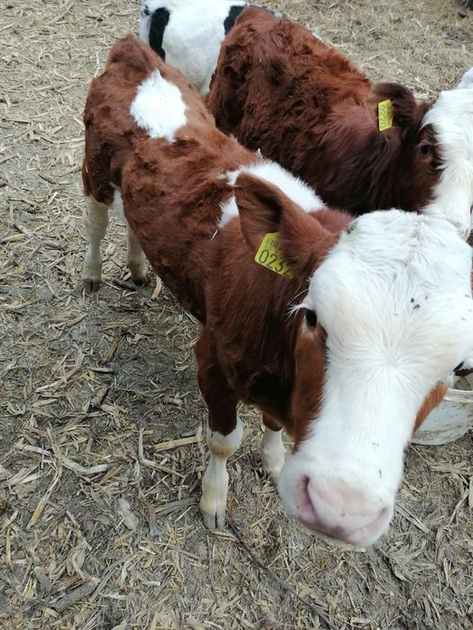 Vand vitele baltata romaneasca