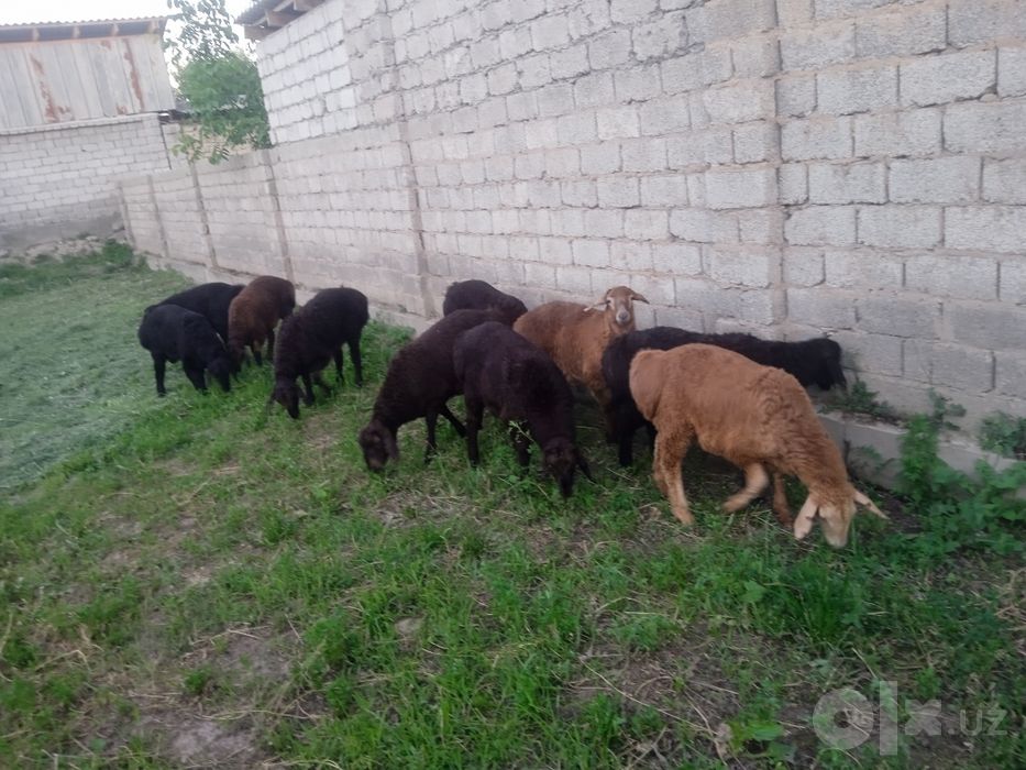 Ку́зи ку́чкорлар сотилад продаётся барашки
