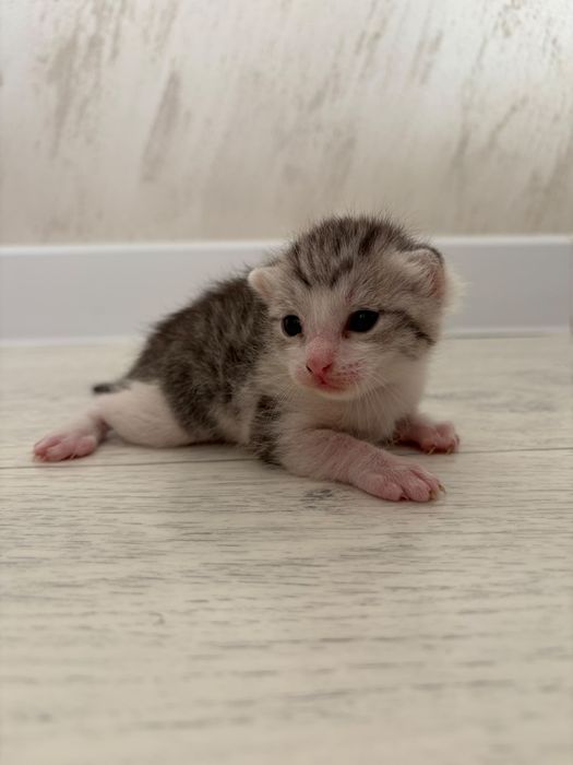 Отдам котят в добрые руки