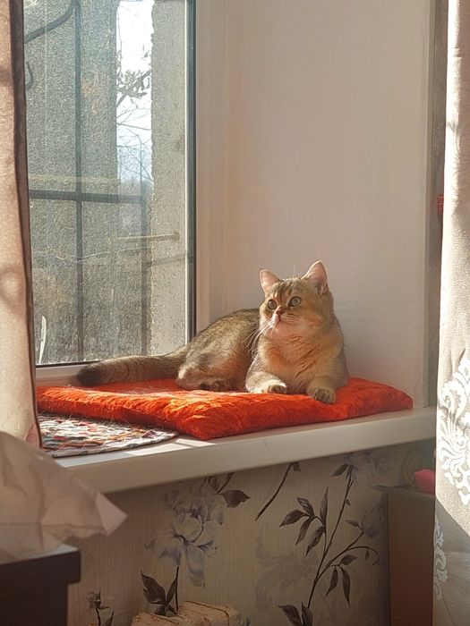 Кот британец на вязку