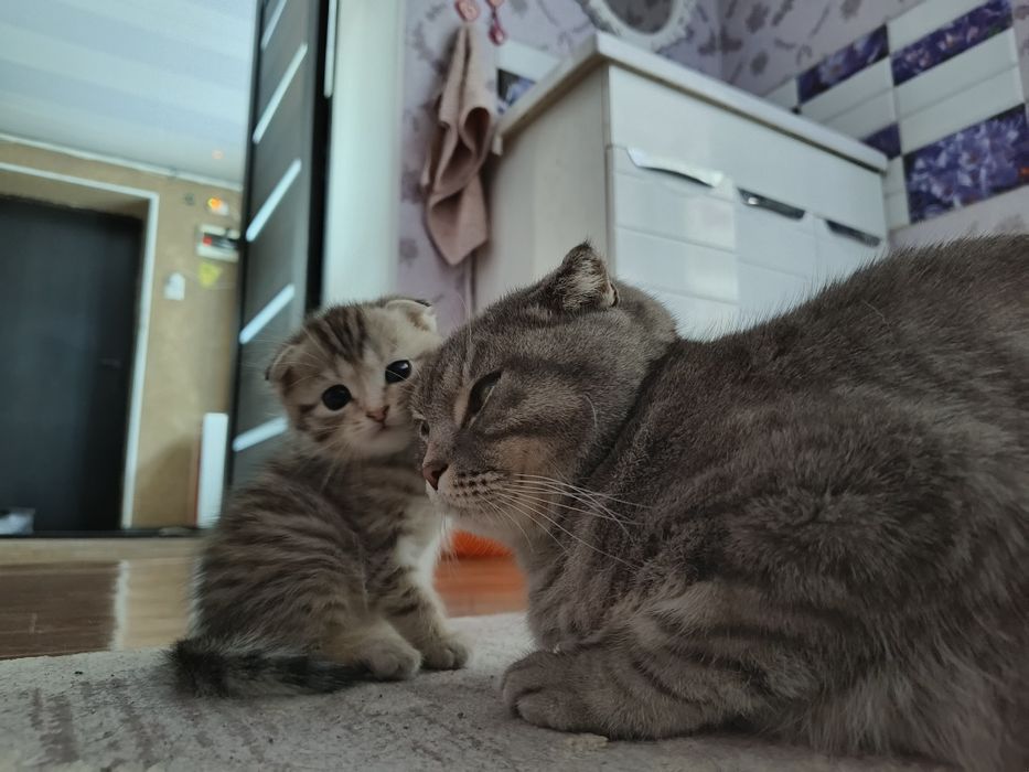 Отдам котенка в добрые руки