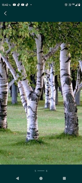 Бяла БРЕЗА - фиданки в контейнер и БОР в контейнер