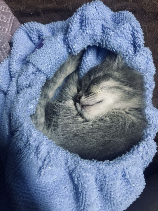 Отдам котенка в добрые руки