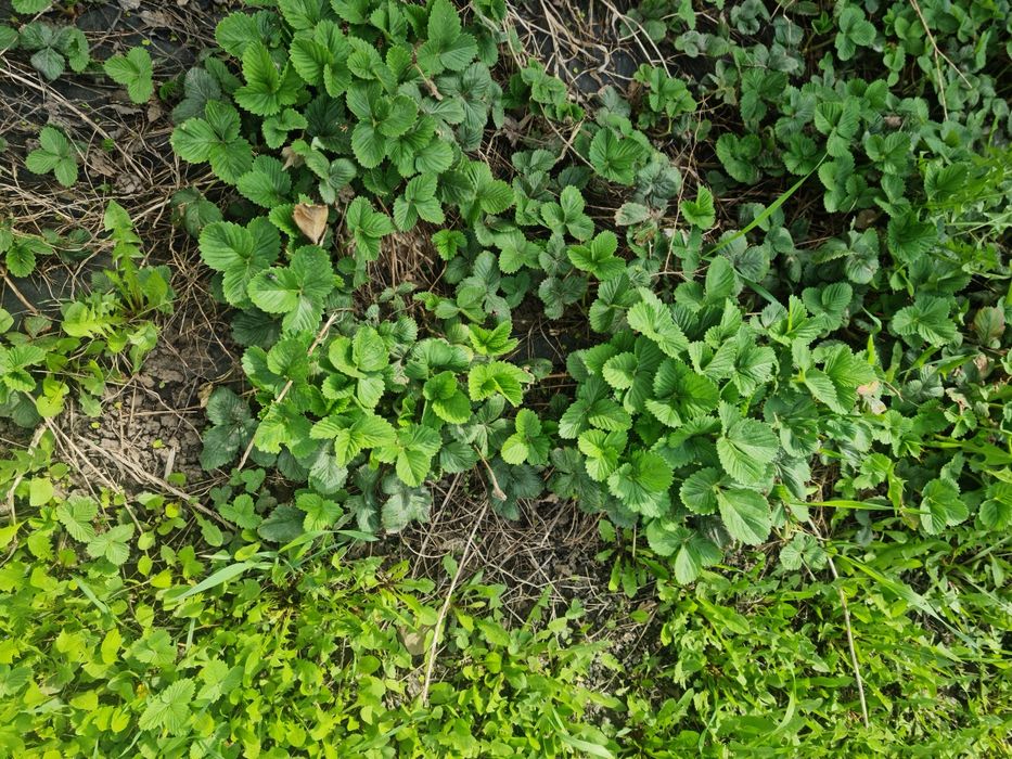 Клубника сортовая