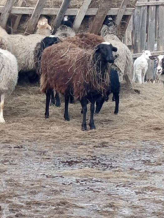 Продам 5 самок 120000