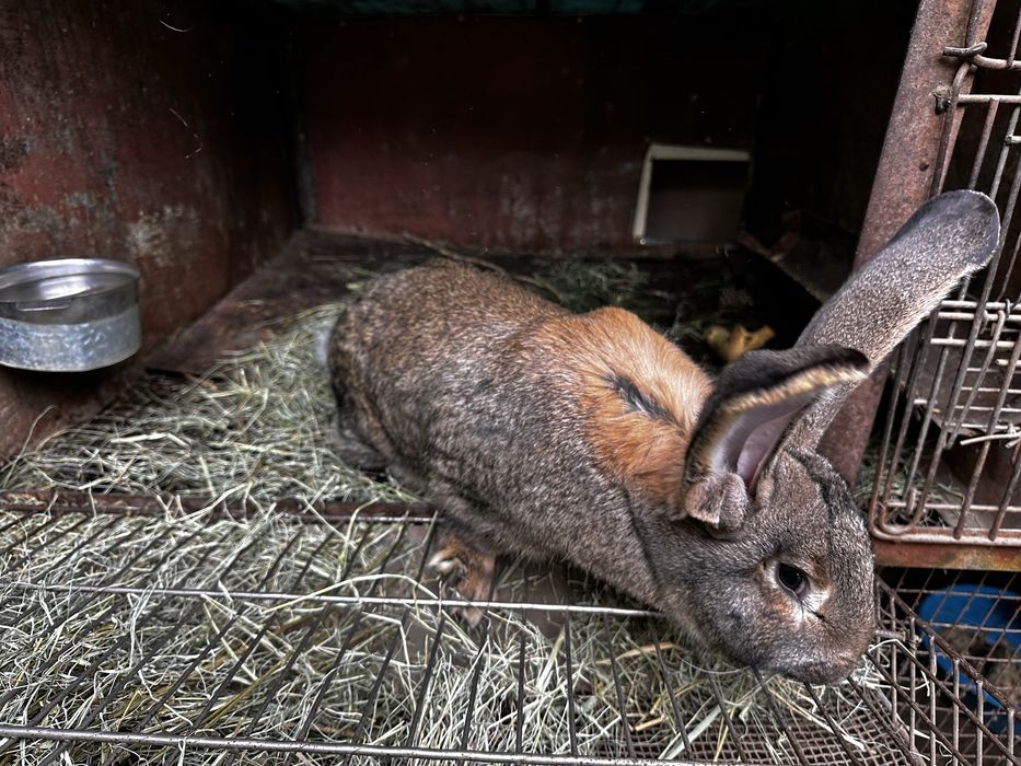 Кролики сукрольные