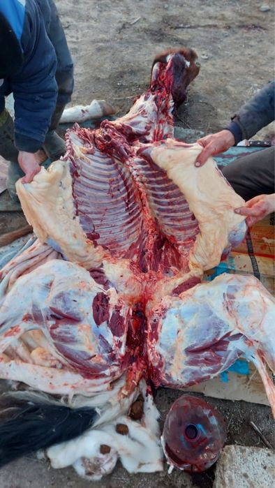 Мясо конины на соғым