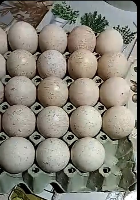 Vând Ouă de Curcă pentru Incubație (Clocit)