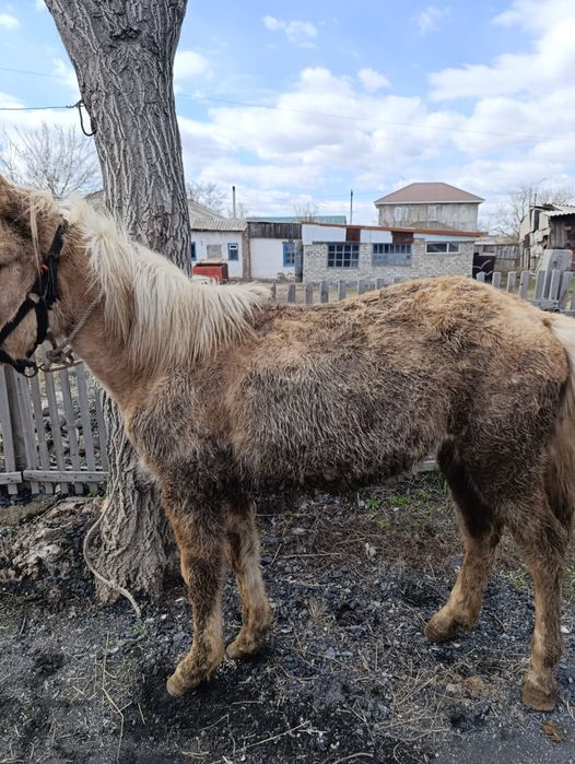 Ассалаумағалейкум міңгі ұрғашы тай