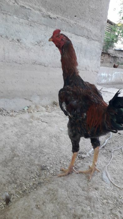 Хуроз сотилади 150 мингдан