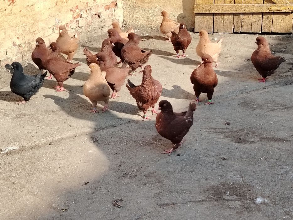 Vând porumbei rasa king