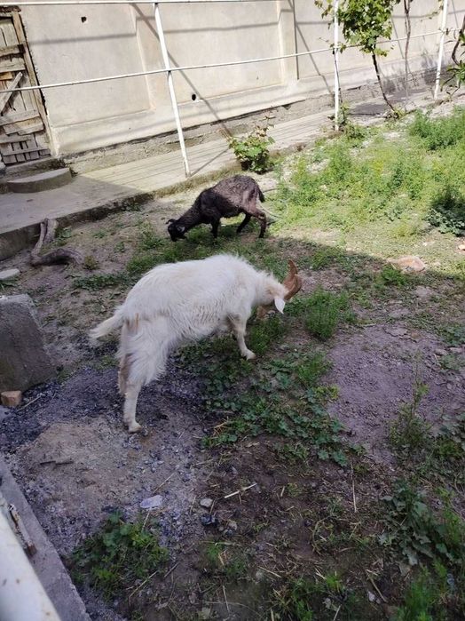 Эчки, она ва бола