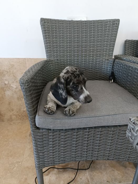 Teckel mini arlechin , tekel merle , dachshund mini