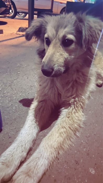 Отдадим мальчика в добрые руки