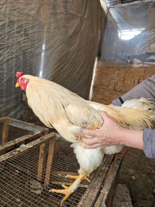 Қораздар сатылады