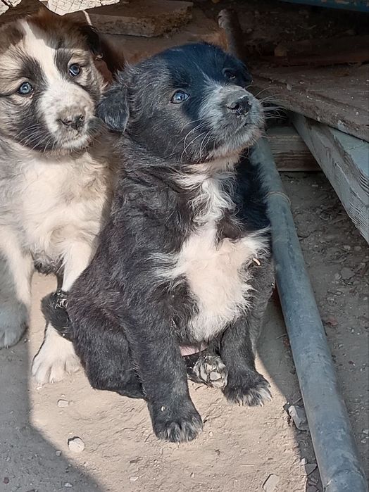 Кушиклер бар кыз бесплатный улкейди аукат жейди 2 айлык кимге керек