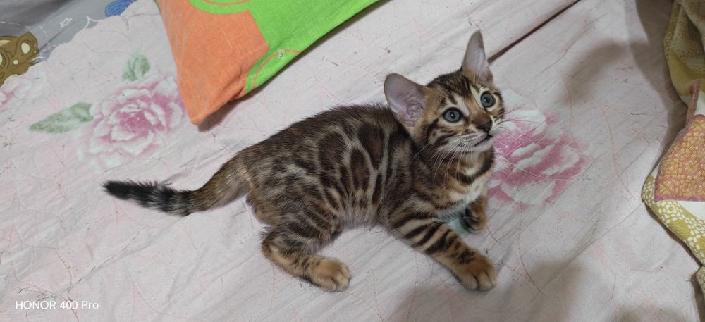Бенгальские котята редкого окраса